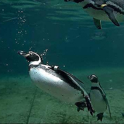 フンボルトペンギン