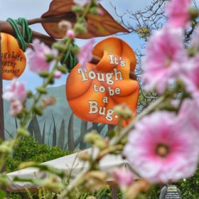 イッツ・タフ・トゥ・ビー・ア・バグ！