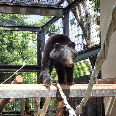 ニホンツキノワグマ