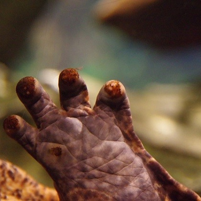 オオサンショウウオの手