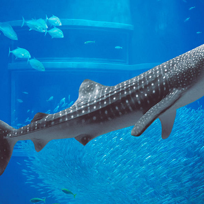 海遊館のジンベエザメ