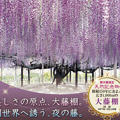 大藤棚