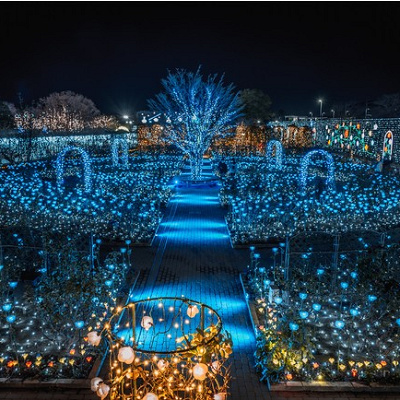 光のバラ園ブルーライトアップ