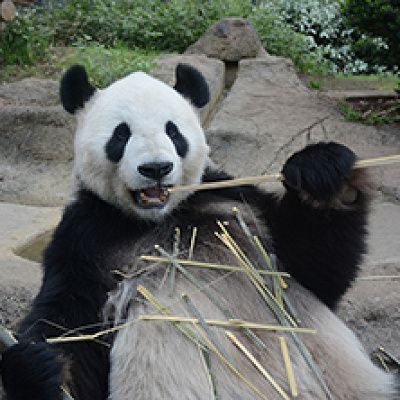 上野動物園のリーリー