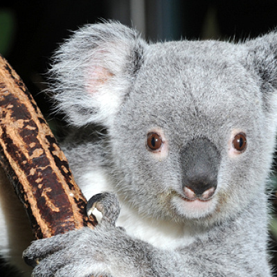 多摩動物公園のランチ