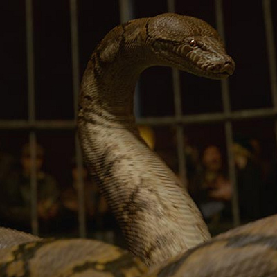 マレディクタス