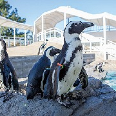 マリンワールドの料金：【割引】④交通セット券