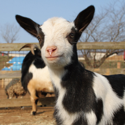 赤ちゃん動物に会えるかも？