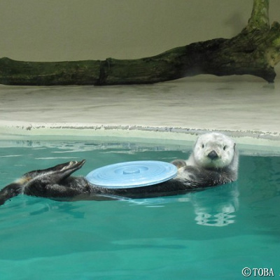 お腹の上にバケツのフタをのせたメイ