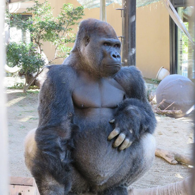 お父さんゴリラのモモタロウ