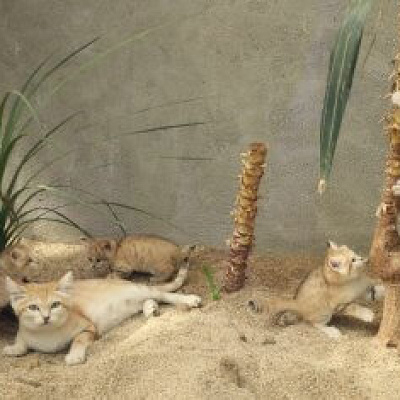 母親「バリー」と４つ子たち