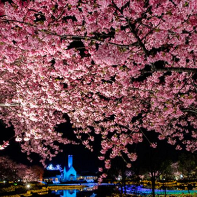 桜の時期のなばなの里イルミネーション