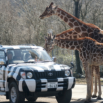 富士サファリパークで貸し出しているナビゲーションカー