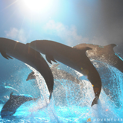 ナイトショーのイルカ