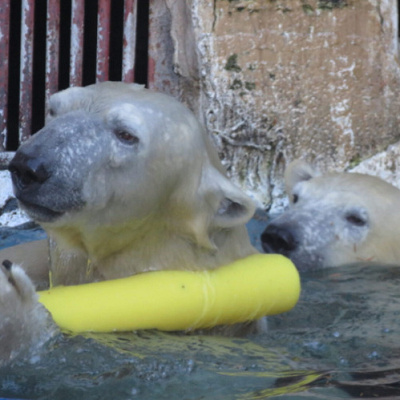 天王寺動物園のシロクマの親子