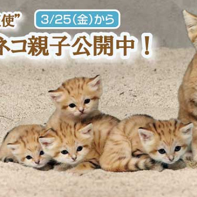 スナネコの親子公開中！