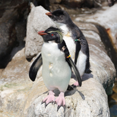 ペンギン島／京急油壷マリンパーク