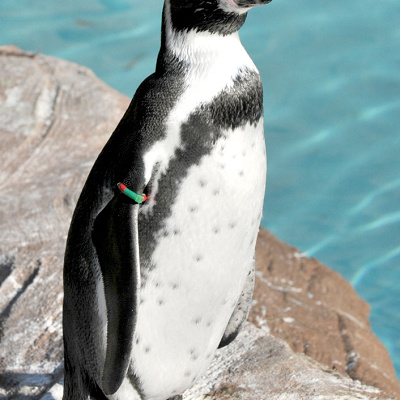 ペンギン