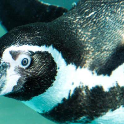 ペンギン