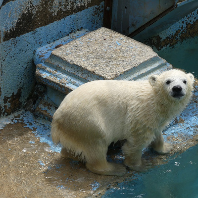 天王寺動物園のシロクマ