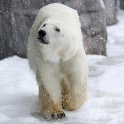 ホッキョクグマ