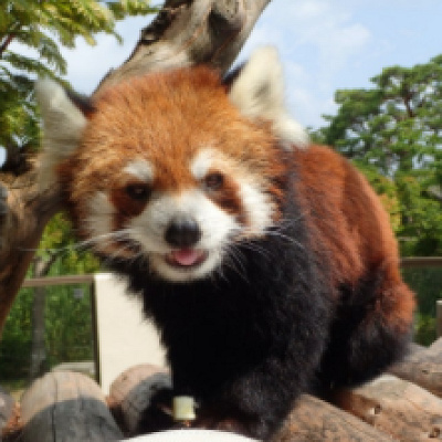 レッサーパンダ