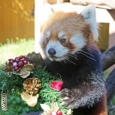 クリスマスプレゼントを受け取るレッサーパンダ