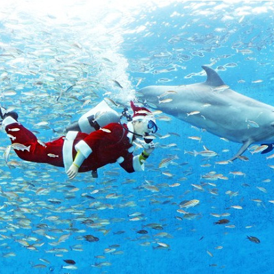 イルカと泳ぐサンタダイバー