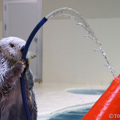 鳥羽水族館のラッコ