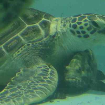 久米島ウミガメ館に住むウミガメ