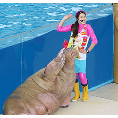 八景島シーパラダイスの「SEAPARA LIVE TV」