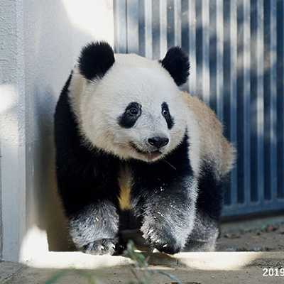 上野動物園のシャンシャン