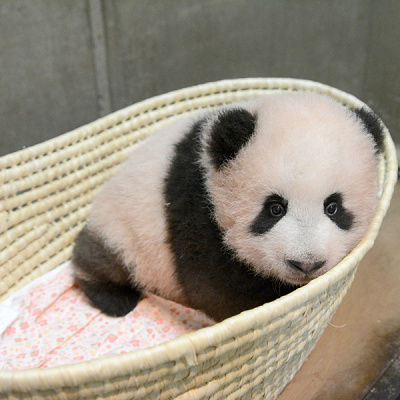 かごの中で検査を受けるシャンシャン