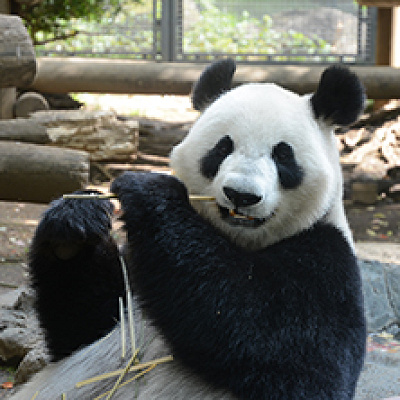 上野動物園のシンシン