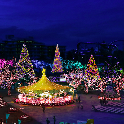 光輝くメタセコイアの木々