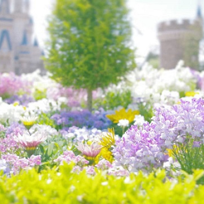 春のディズニー