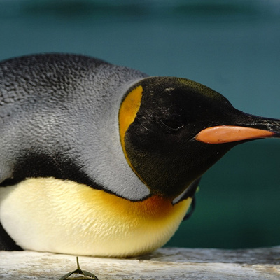 天王寺動物園【割引】入園料金をさらにお得にする方法