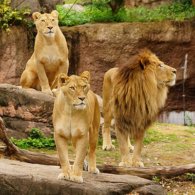 天王寺動物園【料金】入園料金