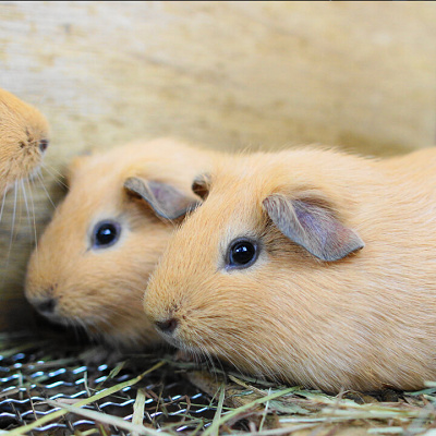 天王寺動物園：【おすすめ④】ふれあい広場