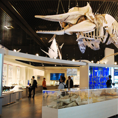 化石の迫力は素晴らしいです！