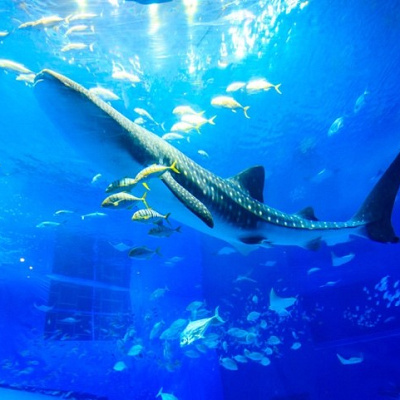 美ら海水族館の所要時間