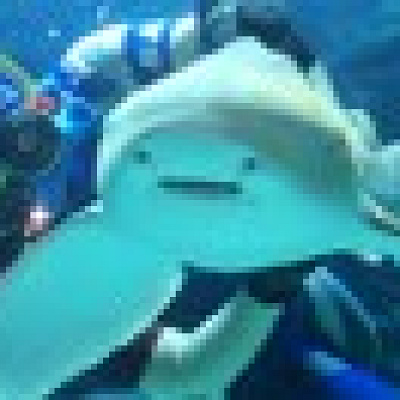 水中パフォーマンスタイム