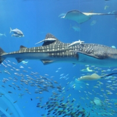 美ら海水族館のジンベイザメ