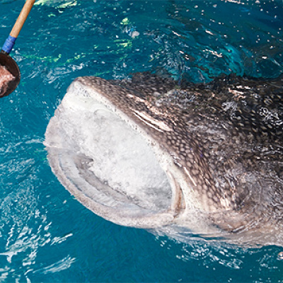 エサを食べる「ジンベイザメ」