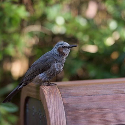 クリッターカントリーとは