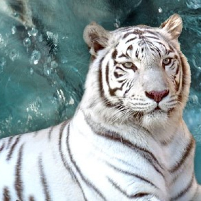 ホワイトタイガー