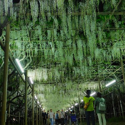 2018年の白藤のトンネル