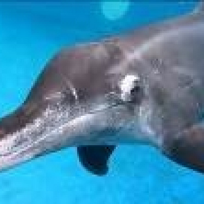 シワハイルカのさくら