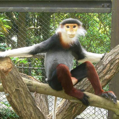 よこはま動物園ズーラシアの