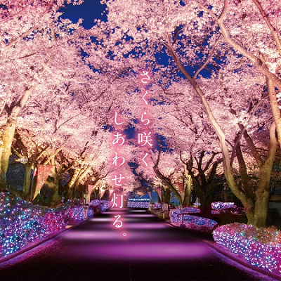 よみうりランド　夜桜ジュエルミネーション